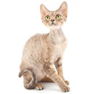 قط ديفون ريكس