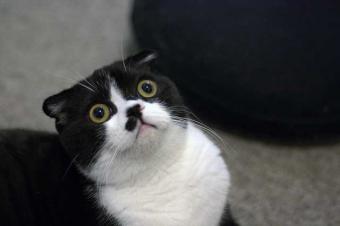 القط الاسكتلندي