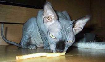 رولان القط الشيطاني