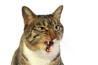 قطة عدوانية