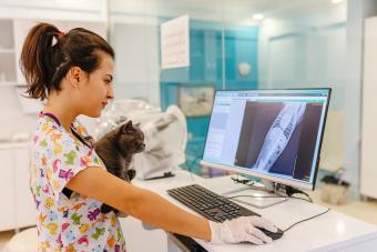 الأطباء البيطريون يفحصون الأشعة السينية