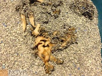 كتلة الديدان الشريطية في فضلات القطط