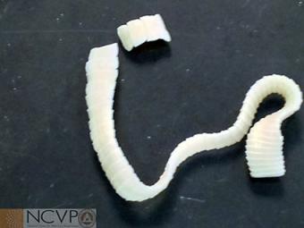 الدودة الشريطية القطط