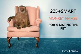 225+ اسم قرد ذكي