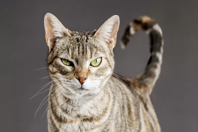 أسئلة حول ذكر القطط