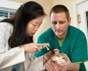 أسباب جراحة الأذن القط