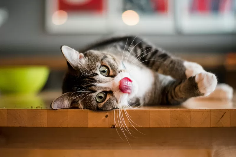 163 أسماء طعام للقطط ممتعة ولذيذة