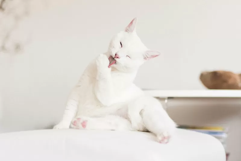 140+ أسماء قطط بيضاء منعشة وممتعة لإلهام خالص