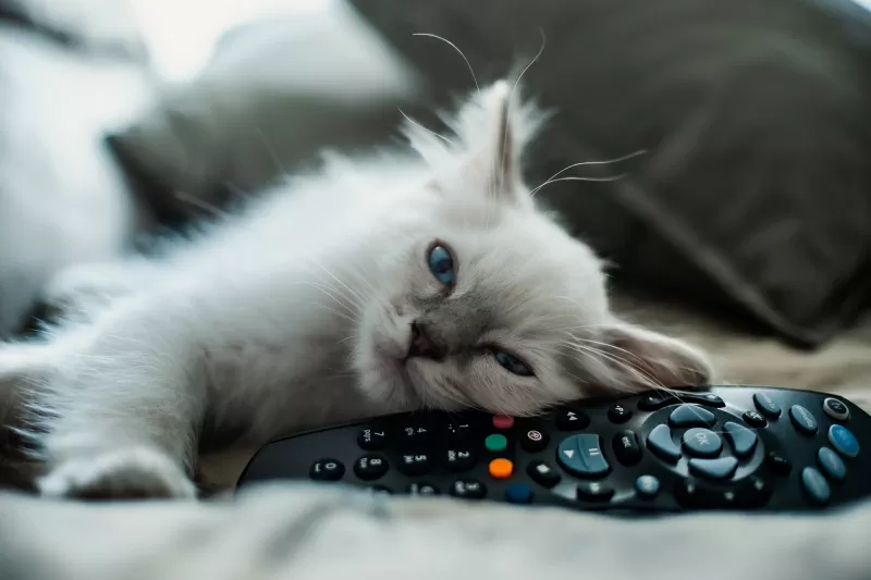 160+ أسماء قطط ديزني مستوحاة من أفلامك المفضلة