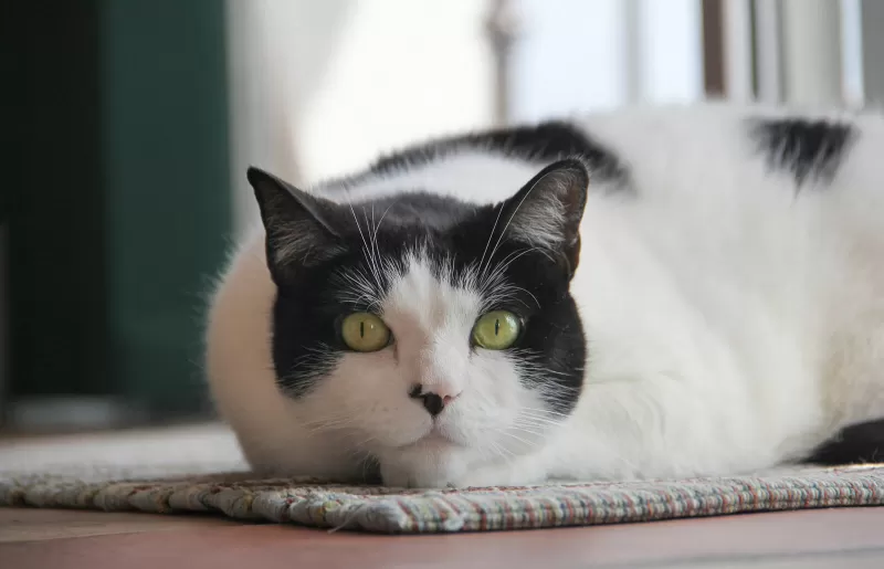 106 أسماء مميزة للقطط بالأبيض والأسود