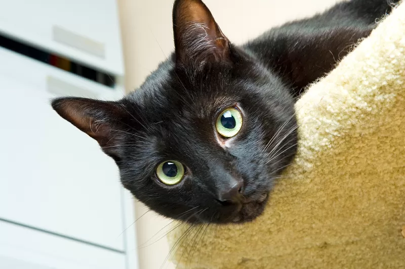 187 أفضل أسماء القطط في كل العصور