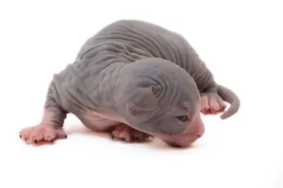 اقبح القطط في العالم