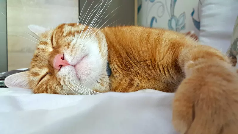 12 أسباب كامنة للقطط الخمول