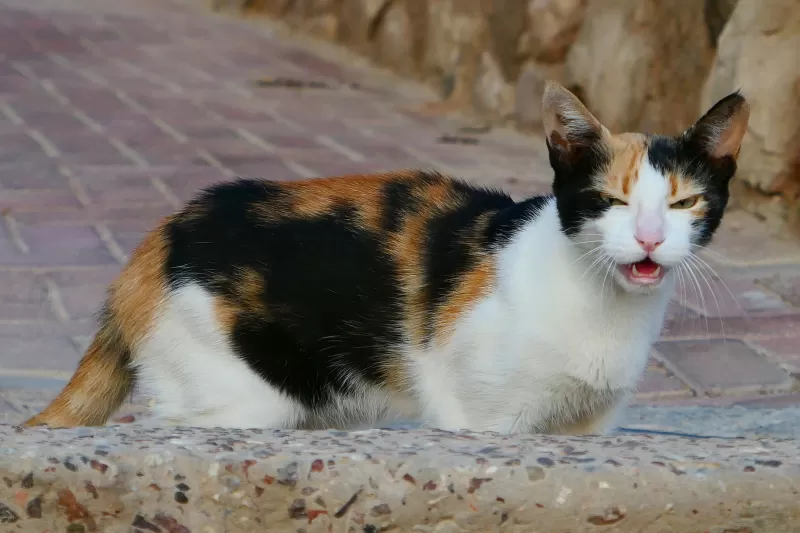 تعرف على هذه العلامات الستة لسلوك الحرارة لدى القطط