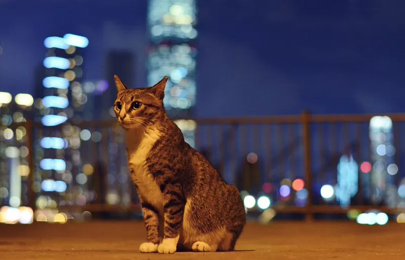 تغذية ورعاية القطط الضالة