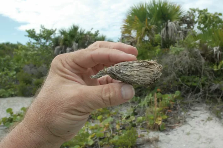 صور براز الحيوانات الثعابين والسلاحف والسحالي