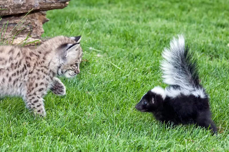 قطة رشها ظربان؟ توجه إلى كيتي خالية من الرائحة