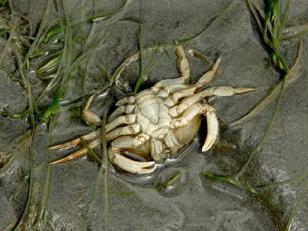 كيفية شراء سلطعون ذو قشرة ناعمة 