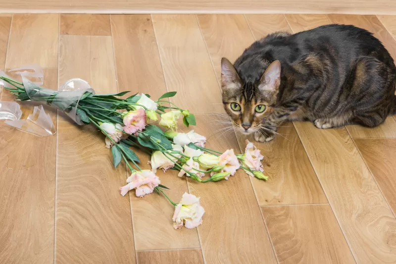 لماذا القطط تقلب الأشياء؟ داخل عقل القط