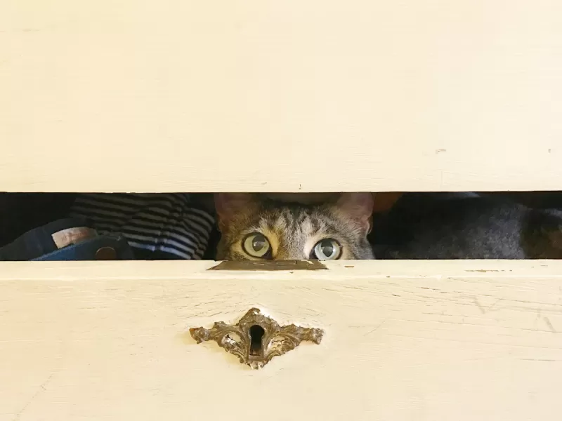 لماذا يختبئ قطتي؟