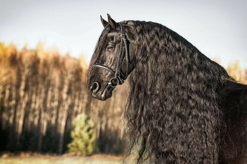 لمحة عن الحصان الفريزيان: سلالة أنيقة وقوية￼