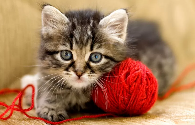 ما مدى سرعة تقدم القطط في العمر؟