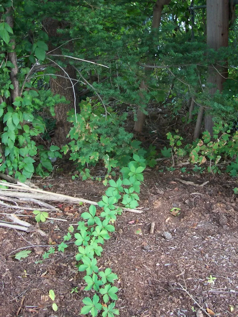 طفح البلوط السام