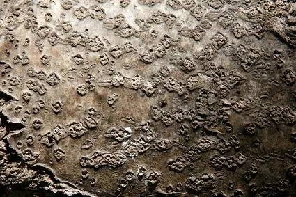 طفح السماق السام