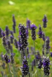 علاج سرطان الجلد الطبيعي