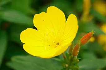 فوائد زيت زهرة الربيع المسائية