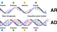 ما هو الحمض النووي و أنواعه و وظيفته و أهميته ؟