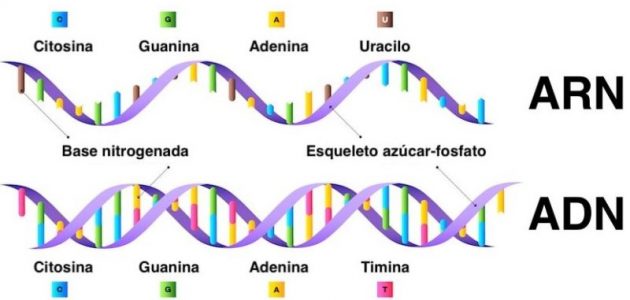 ما هو الحمض النووي و أنواعه و وظيفته و أهميته ؟