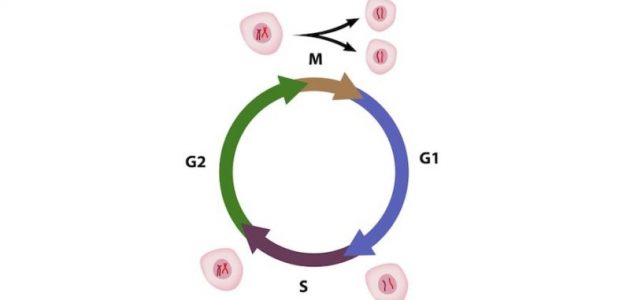 ما هي دورة الخلية و مراحلها و تنظيمها ؟