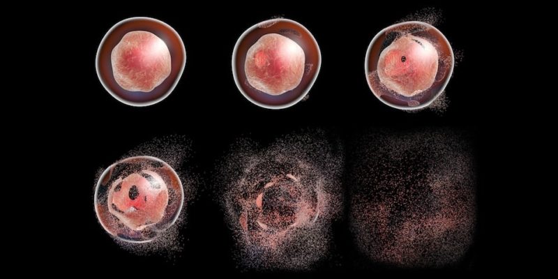 ما هو موت الخلايا المبرمج و مراحله و وظيفته ؟