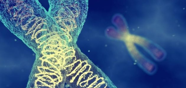 ما هي نظرية الكروموسوم في الوراثة؟