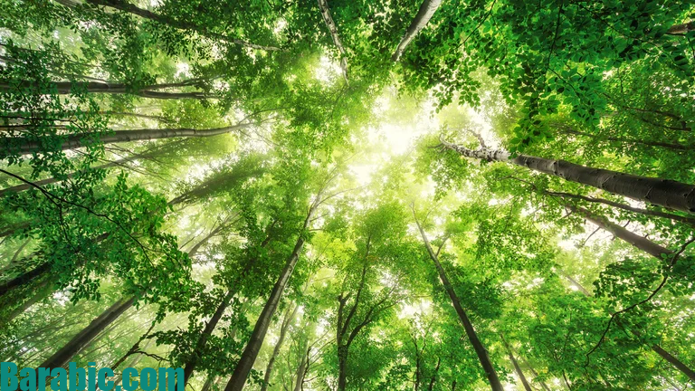 يقدر المتخصصون أن الأشجار المزروعة اليوم يمكن أن تبدأ في جذب الخفافيش في غضون عقد من الزمن (iStock)