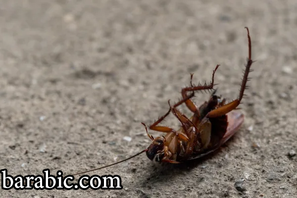 لماذا تموت الصراصير على ظهورهم