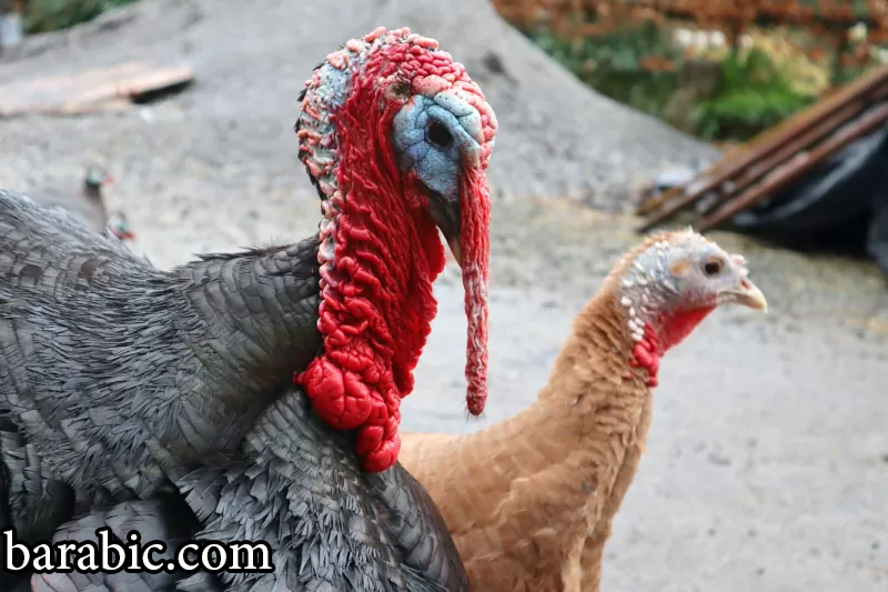 الديك الرومي الأكبر والأصغر سنا