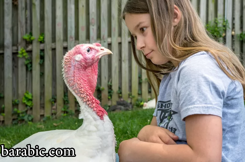 50 حقيقة رائعة عن الديك الرومي للأطفال