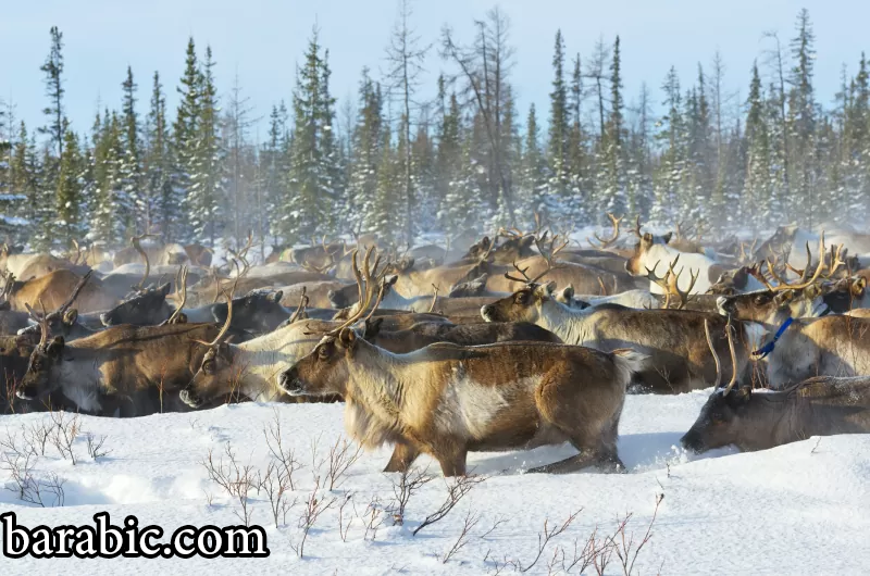 قطيع من الرنة