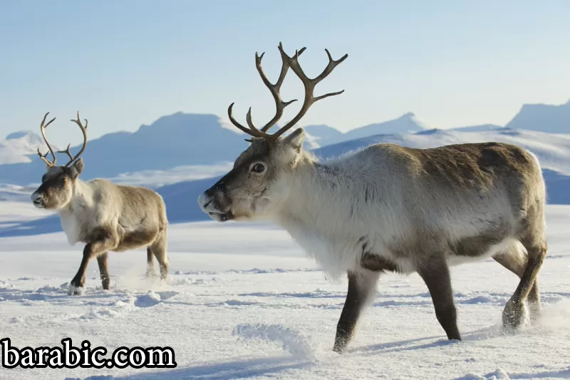 28 حقيقة رائعة عن الرنة للأطفال