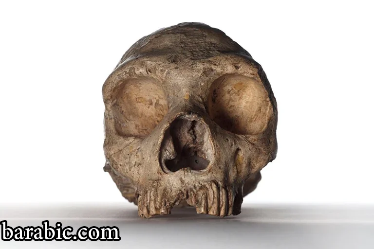 تم العثور على قطع أثرية قديمة من صنع الإنسان في الجزر والجدل يدور حول كيفية وصولها إلى هناك / متحف التاريخ الطبيعي