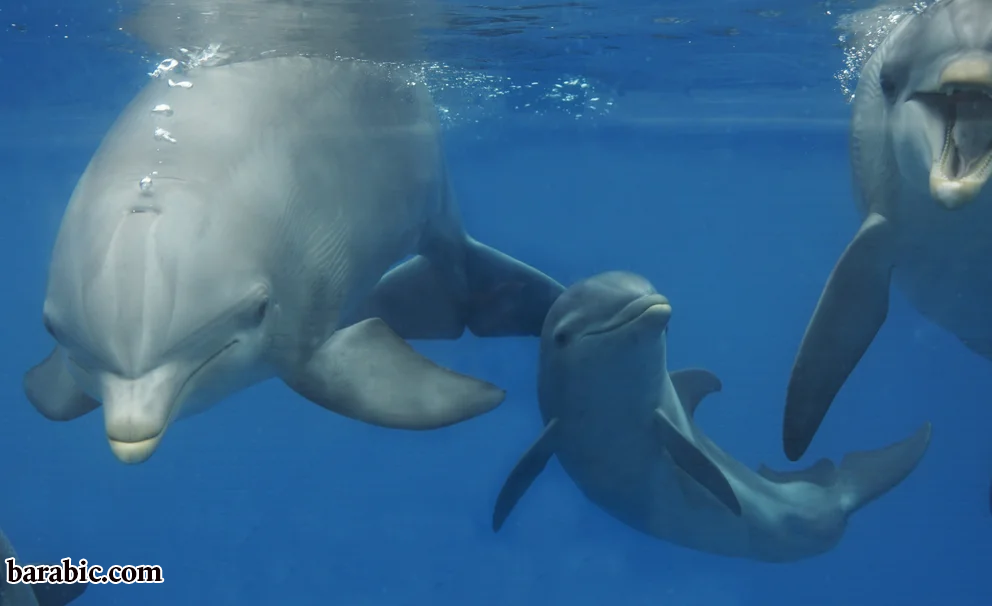 توصل الباحثون إلى استنتاجاتهم من خلال التحقيق في خمسة أنواع متميزة من الدلافين.