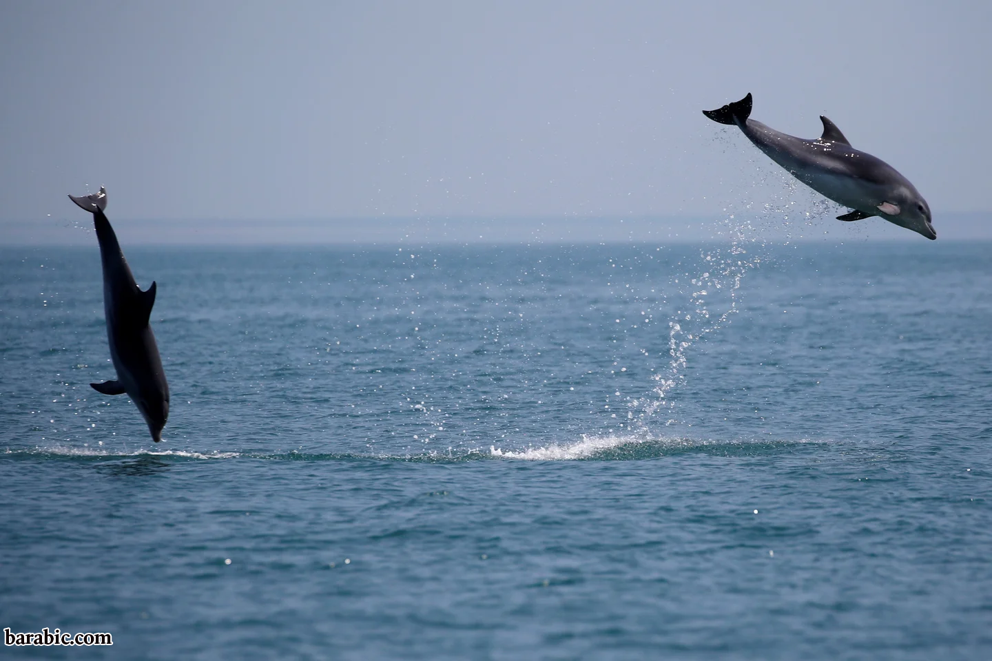 مرض الزهايمر في الحيوانات: حدد العلماء علامات الخرف في الدلافين