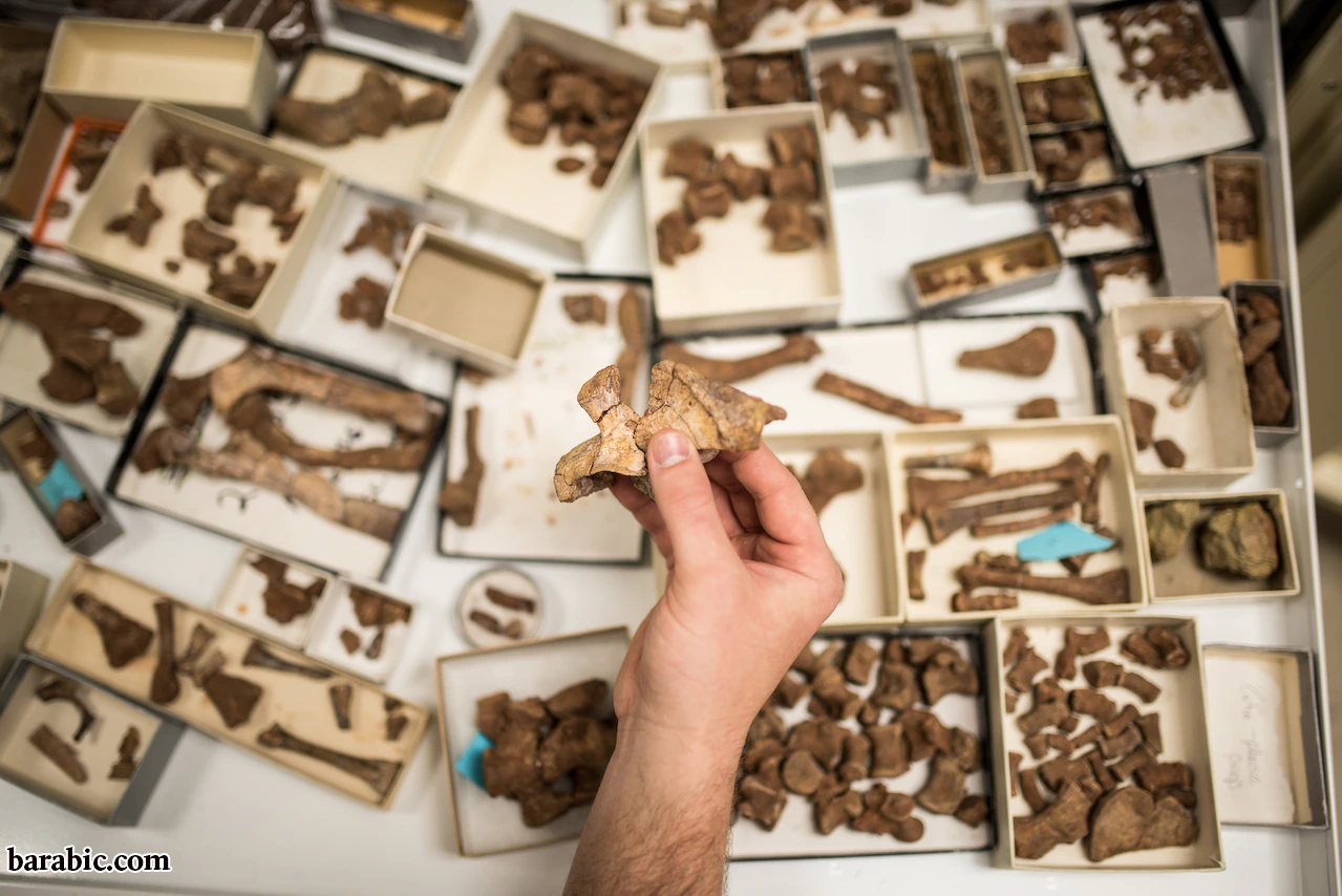 يد تمسك الحرقفة المتحجرة لمبيريسوروس فوق صينية من الحفريات الأخرى.