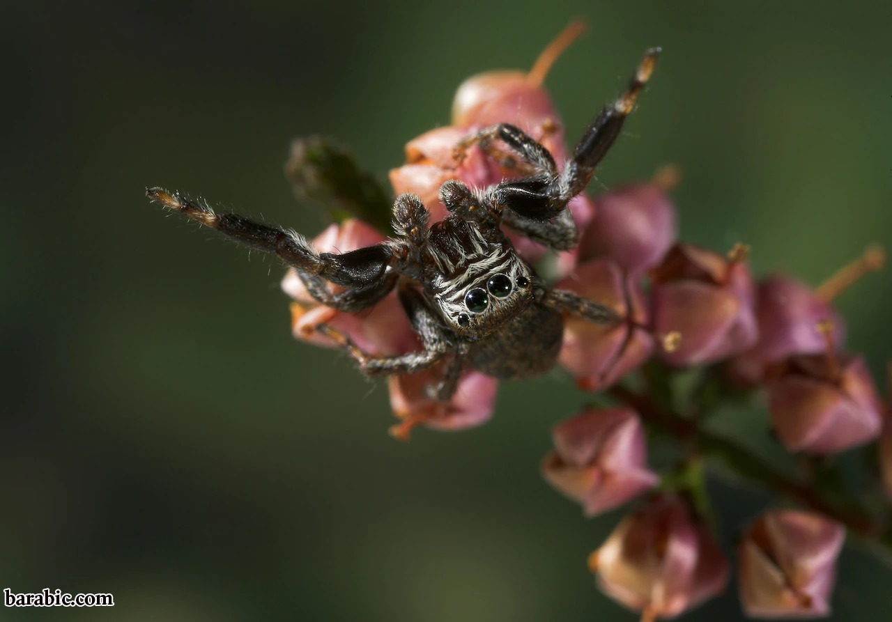 تصوير ستيفن دالتون ، صور ميندين