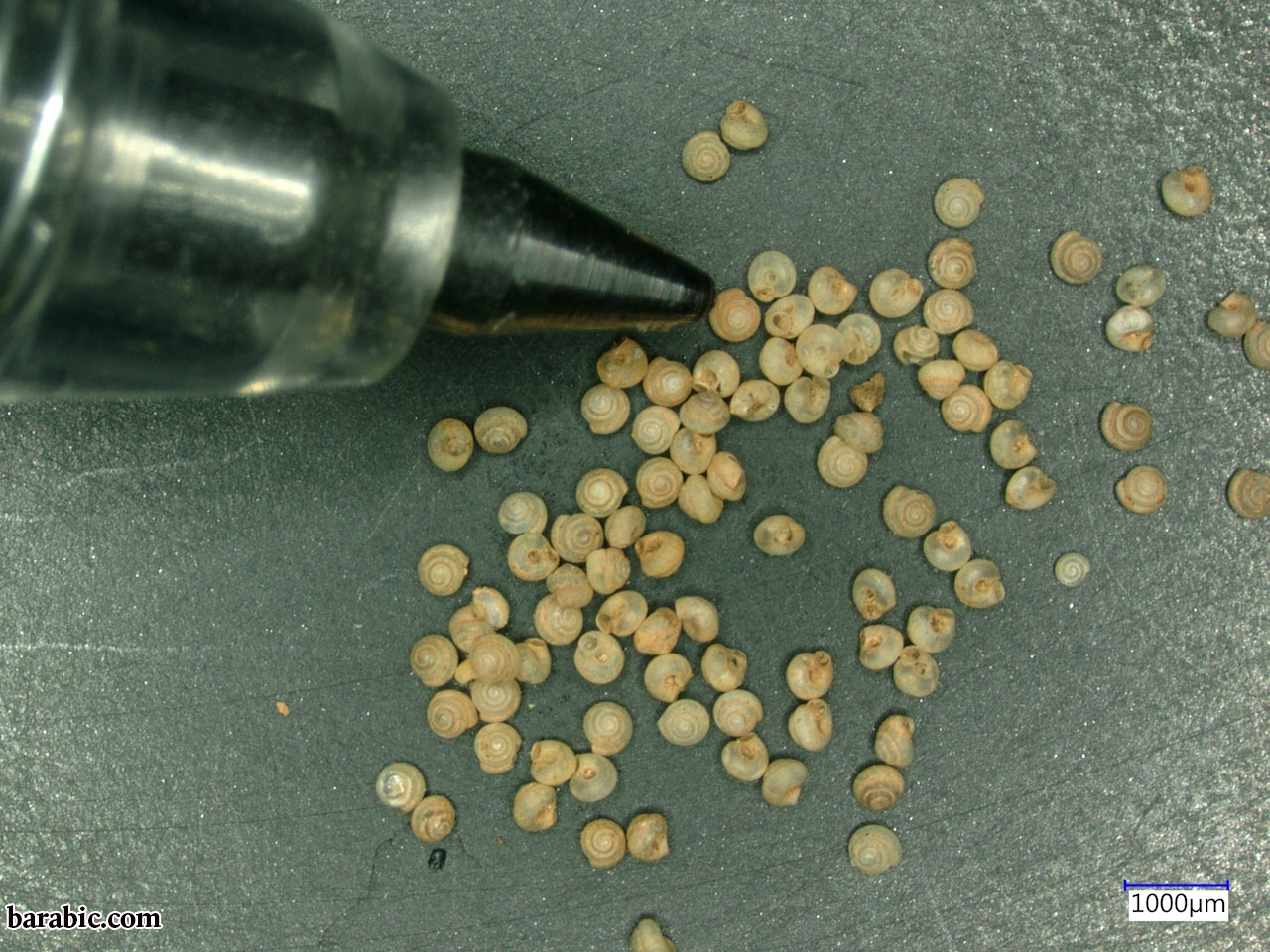 تصوير بارنا بال جيرجلي