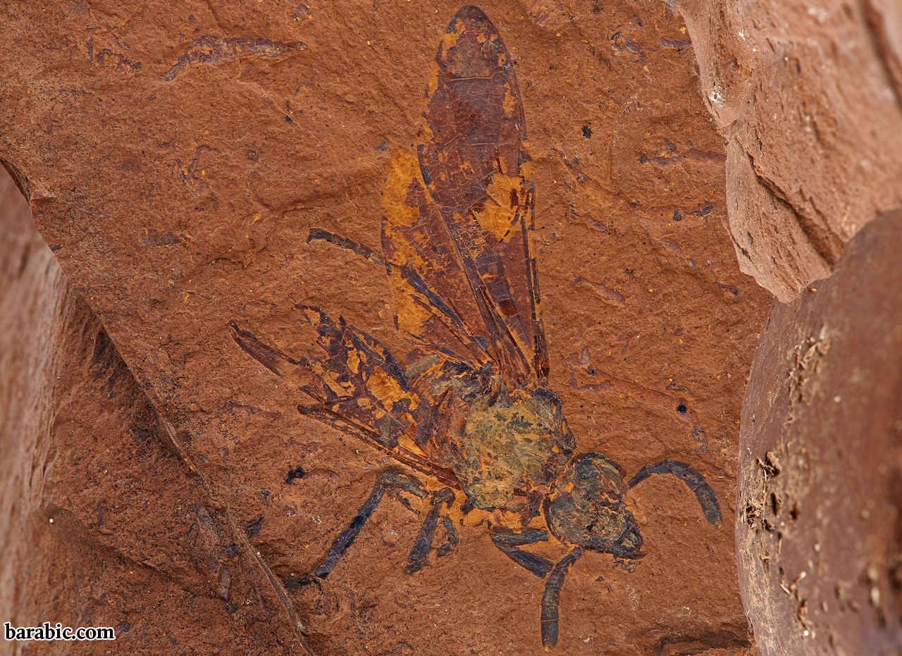 أحفورة في الحجر البرتقالي.