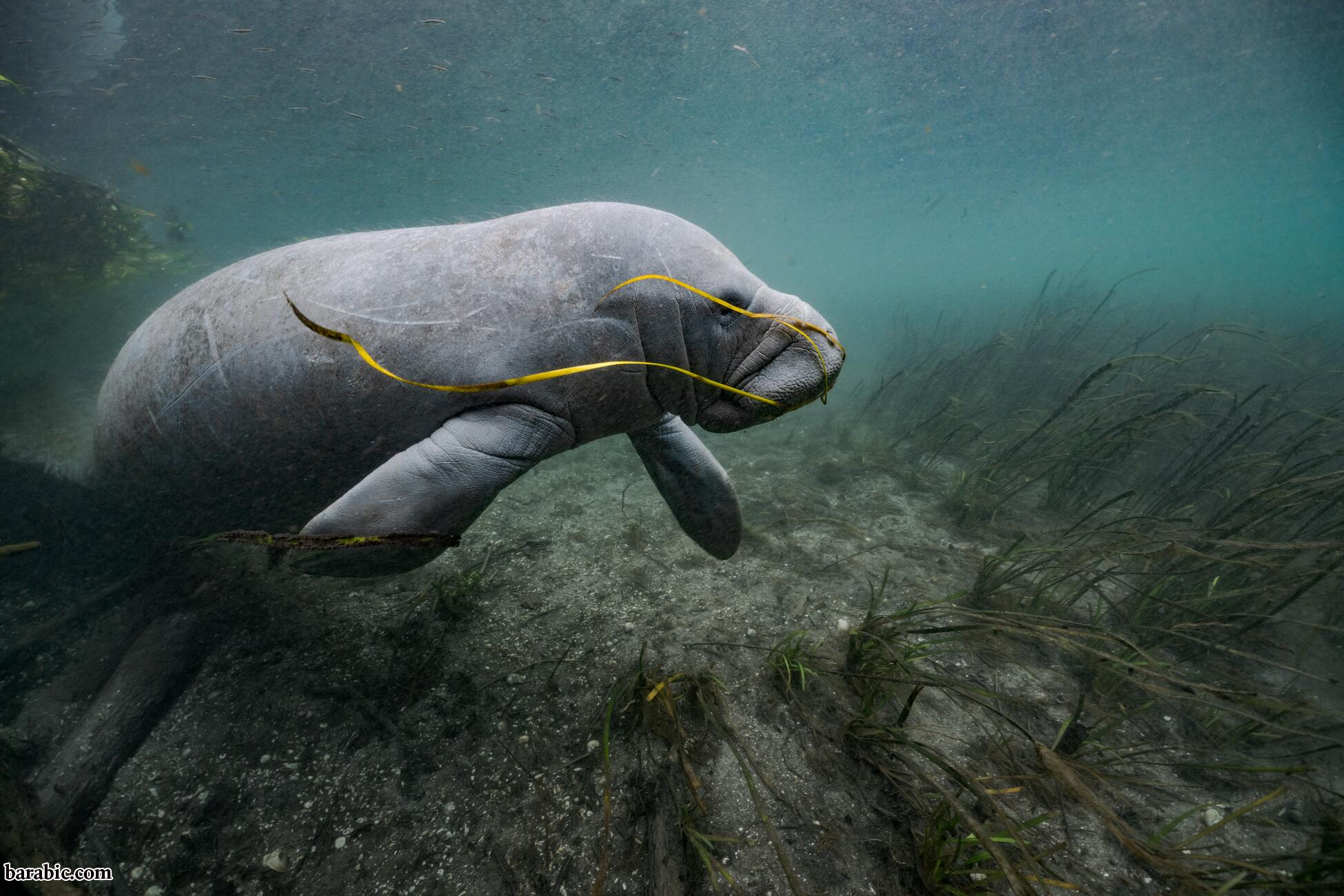 تصوير جيسون جولي