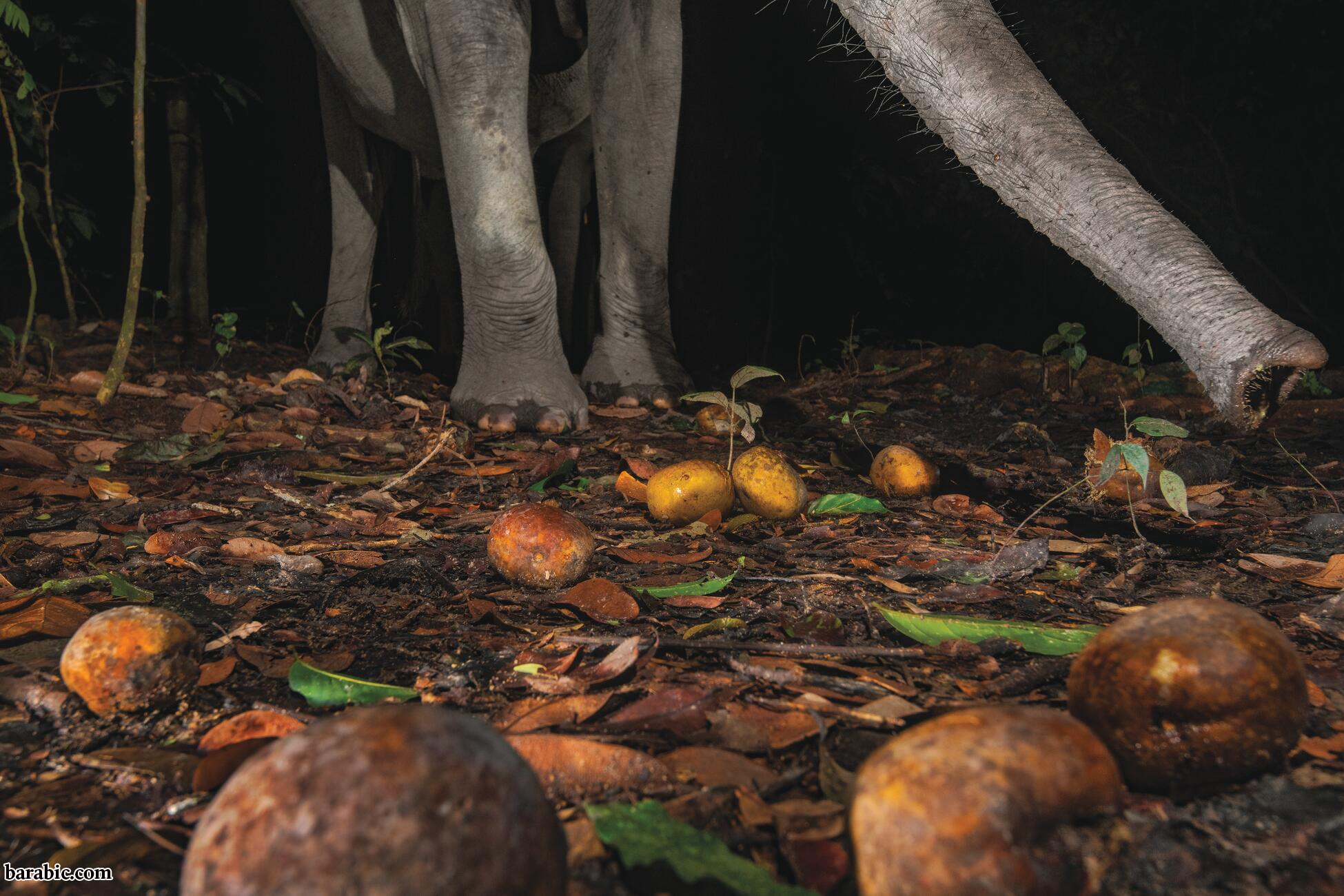 تصوير جاسبر دوست